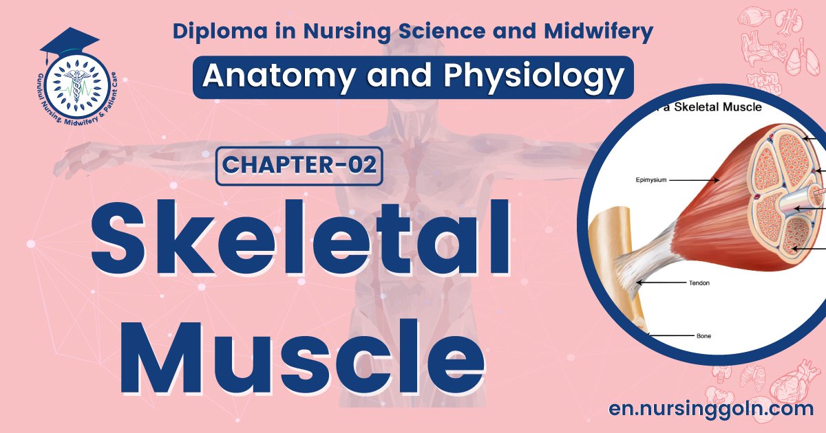 Concept of Skeletal muscle | CHAPTER 2 | Anatomy and physiology