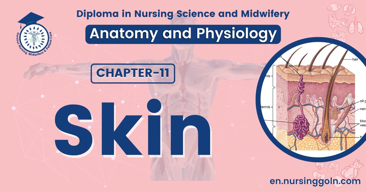 Concept about Skin | CHAPTER 11 | Anatomy and Physiology