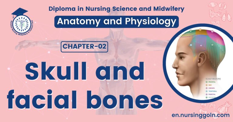 Skull and facial bones | CHAPTER 2 | Anatomy and Physiology