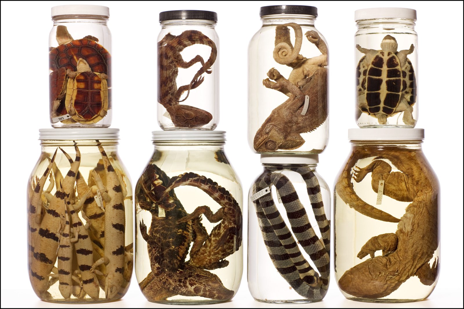 Concepts about Specimen
