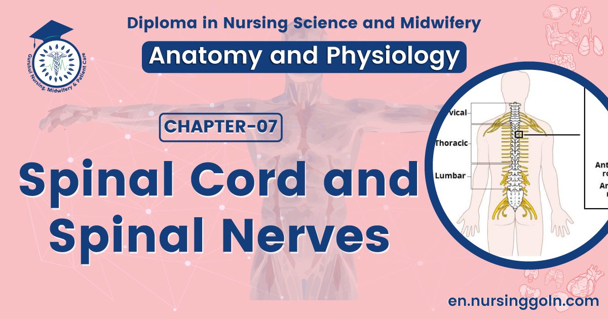 Spinal cord and spinal nerves | CHAPTER 7 | Anatomy and Physiology