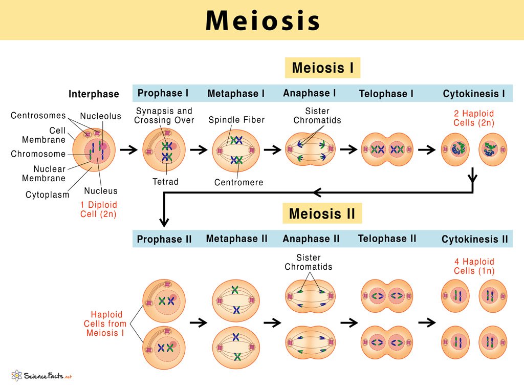 definition of meiosis