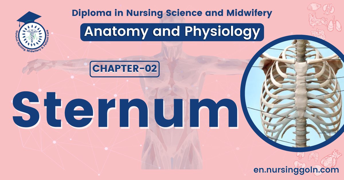 Concept about Sternum | CHAPTER 2 | Anatomy and Physiology