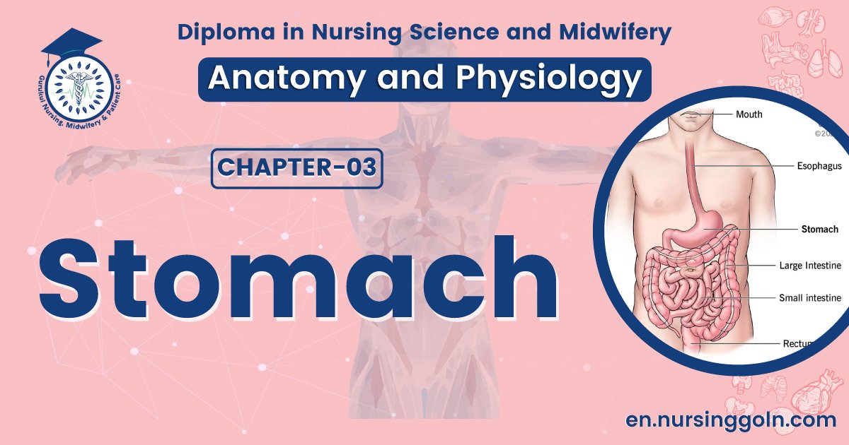 Concept about Stomach | CHAPTER 3 | Anatomy and Physiology
