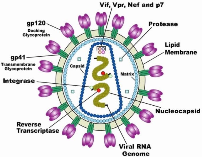Structure/Anatomy of HIV