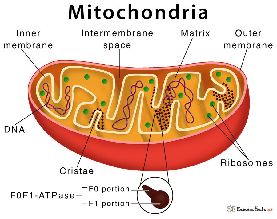 definition of mitochondria