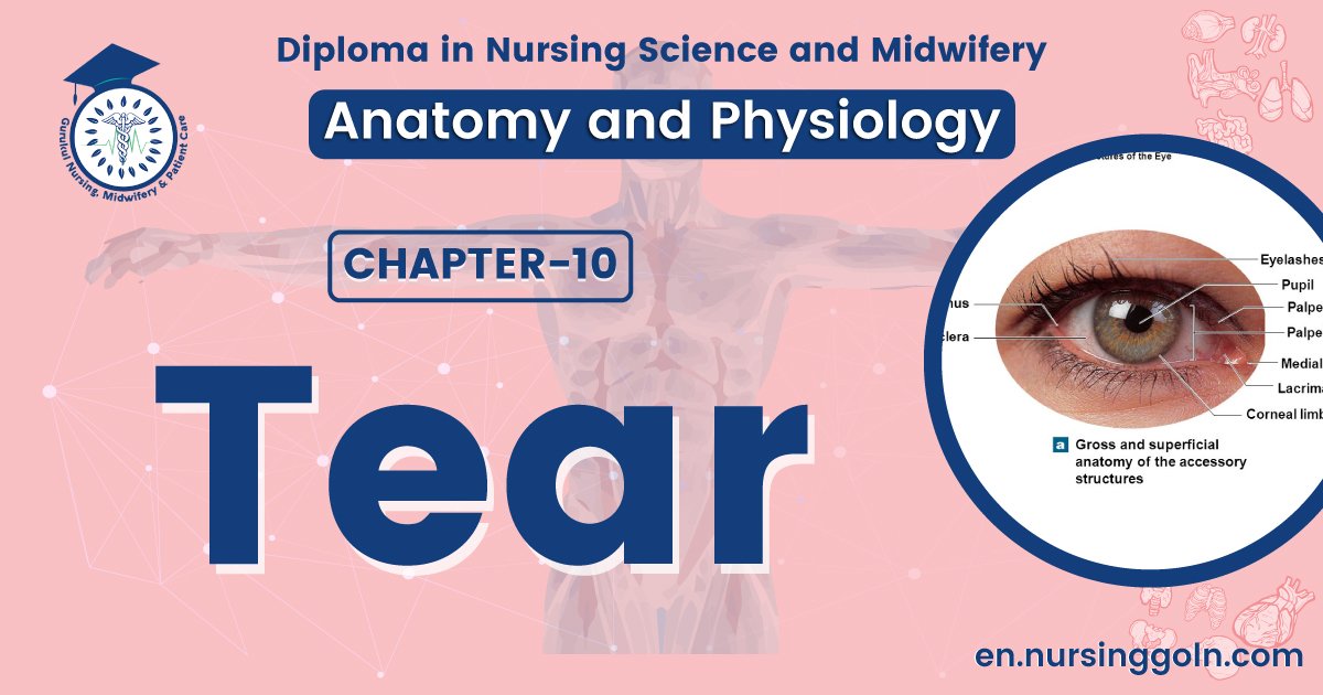Concept about Tear | CHAPTER 10 | Anatomy and Physiology