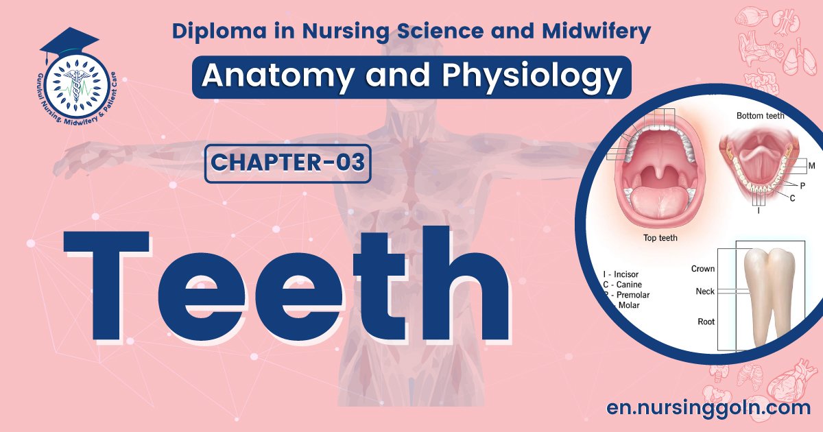 Concept about Teeth | CHAPTER 3 | Anatomy and Physiology