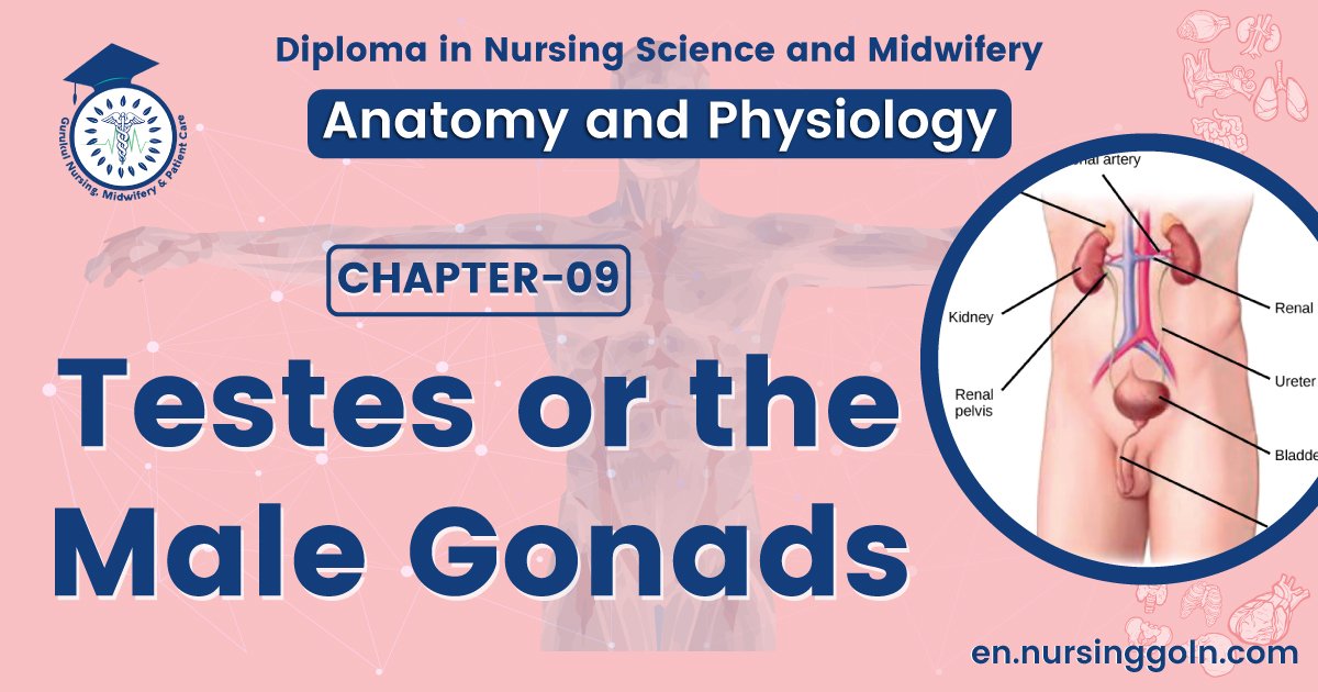 Testes or the male gonads | CHAPTER 9 | Anatomy and Physiology