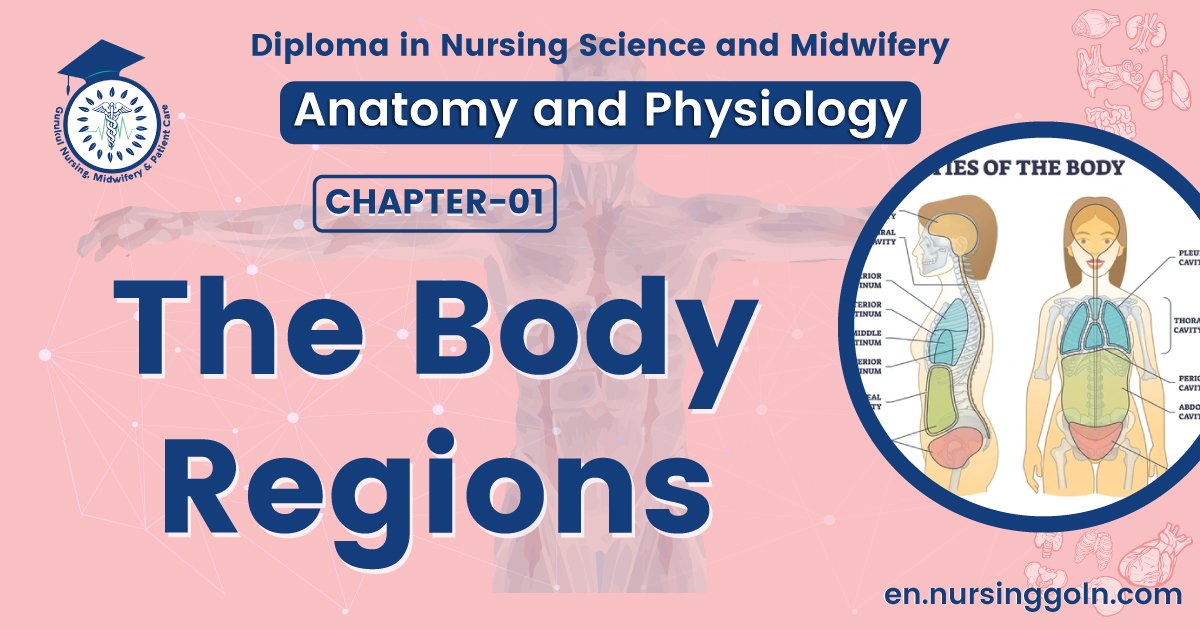 The Body Regions | CHAPTER 1 | Anatomy and Physiology