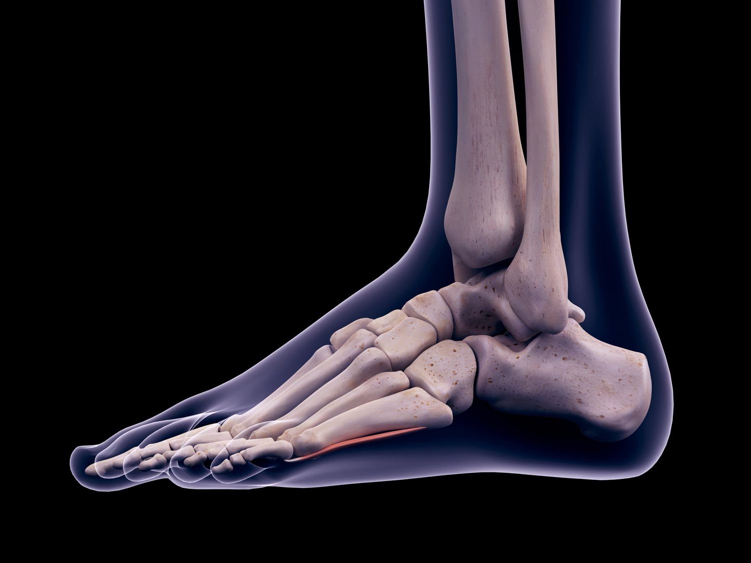 Musculoskeletal Examination | CHAPTER 3 | Orthopedic Nursing