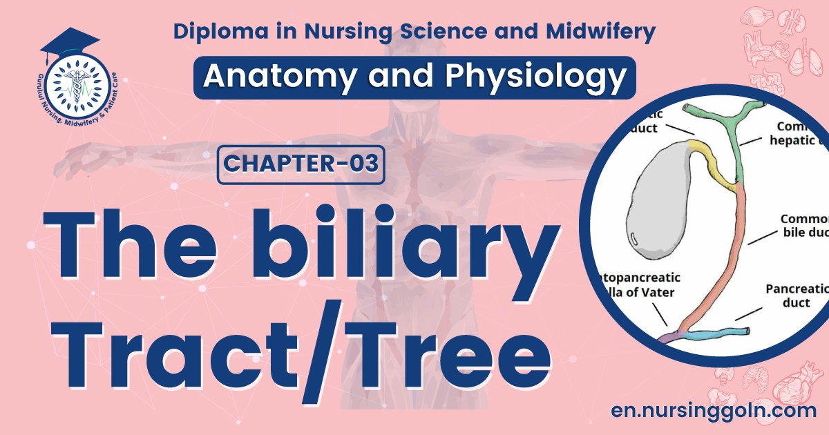 The biliary tract | CHAPTER 3 | Anatomy and Physiology