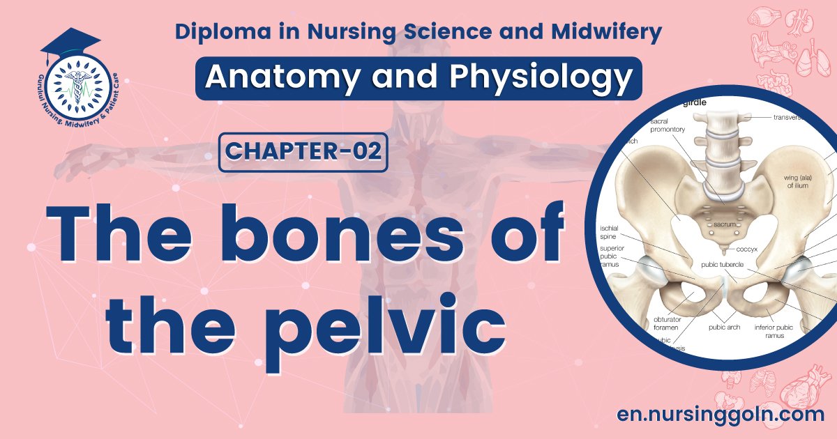 The bones of the pelvic | CHAPTER 2 | Anatomy and Physiology