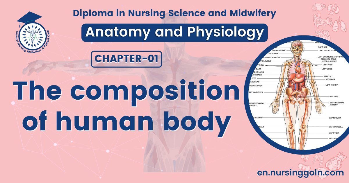 The composition of human body | CHAPTER 1 | Anatomy and physiology