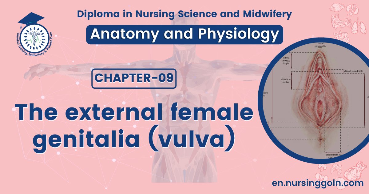 The external female genitalia (vulva) | CHAPTER 9 | Anatomy and Physiology
