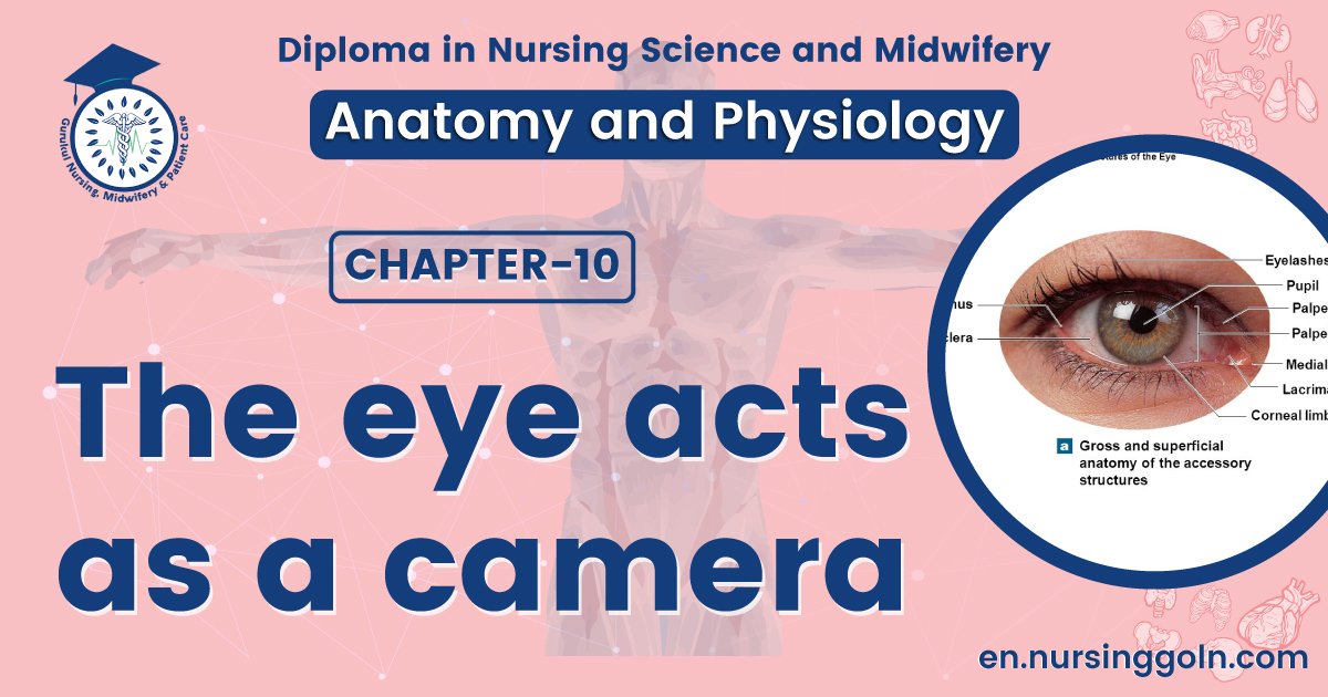 The eye acts as a camera | CHAPTER 10 | Anatomy and Physiology