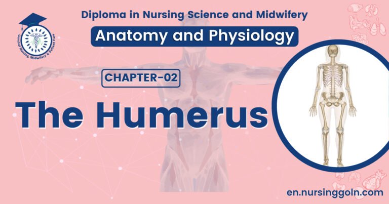 The humerus | CHAPTER 2 | Anatomy and Physiology