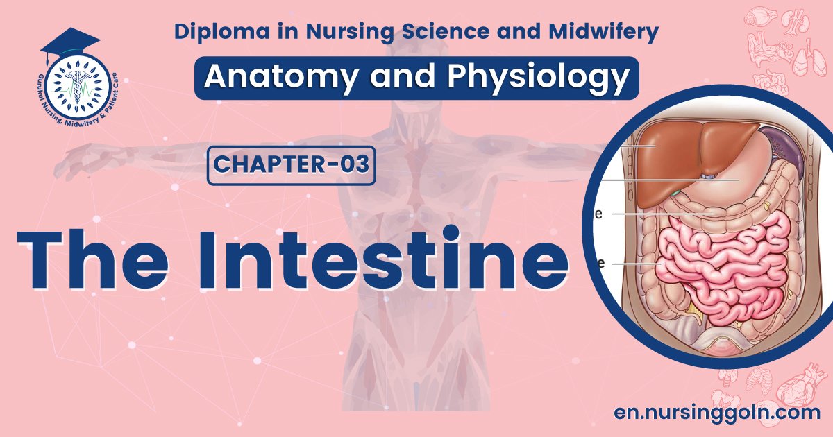 The intestine | CHAPTER 3 | Anatomy and Physiology