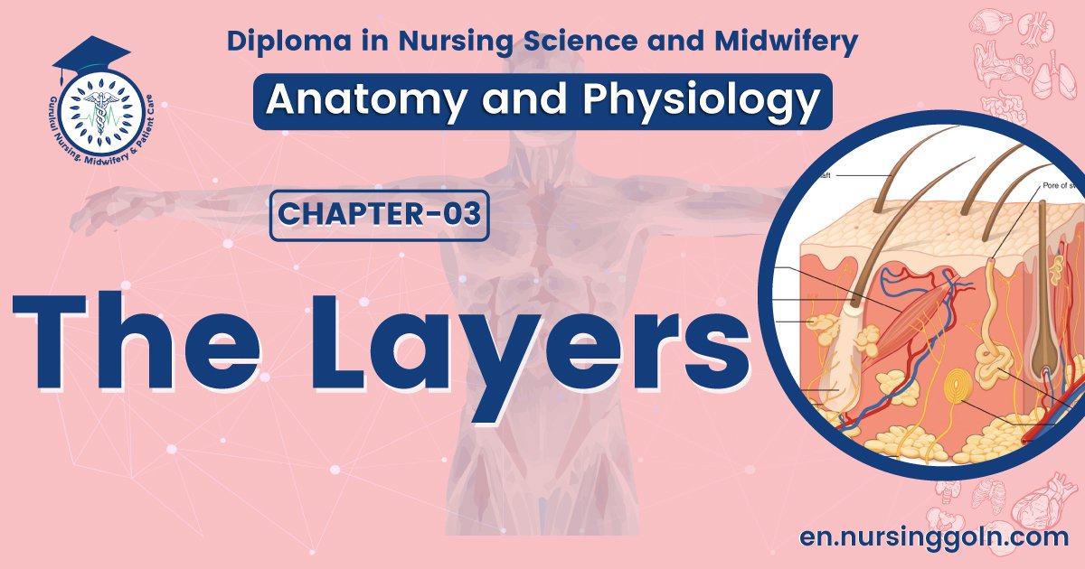 The layers | CHAPTER 3 | Anatomy and Physiology