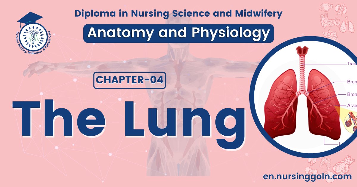 The lung | CHAPTER 4 | Anatomy and Physiology