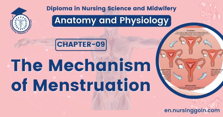 The mechanism of menstruation | CHAPTER 9 | Anatomy and Physiology
