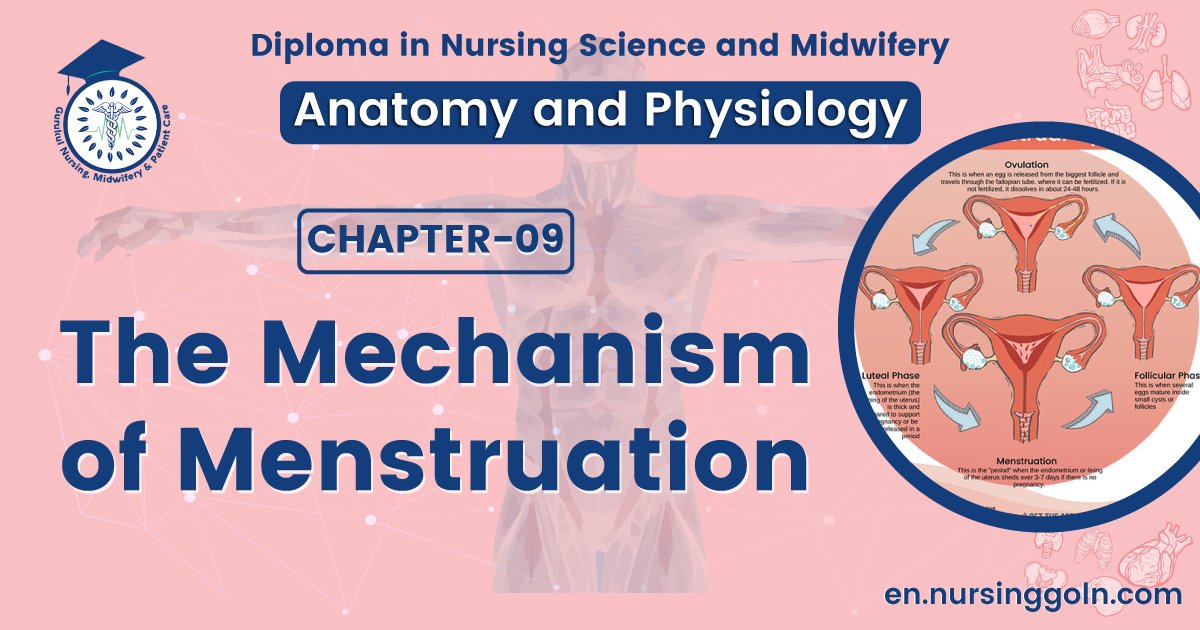 The mechanism of menstruation | CHAPTER 9 | Anatomy and Physiology