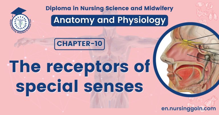 The receptors of special senses | CHAPTER 10 | Anatomy and Physiology