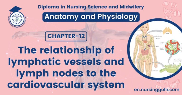 The relationship of lymphatic vessels and lymph nodes to the cardiovascular system | CHAPTER 12 | Anatomy and Physiology