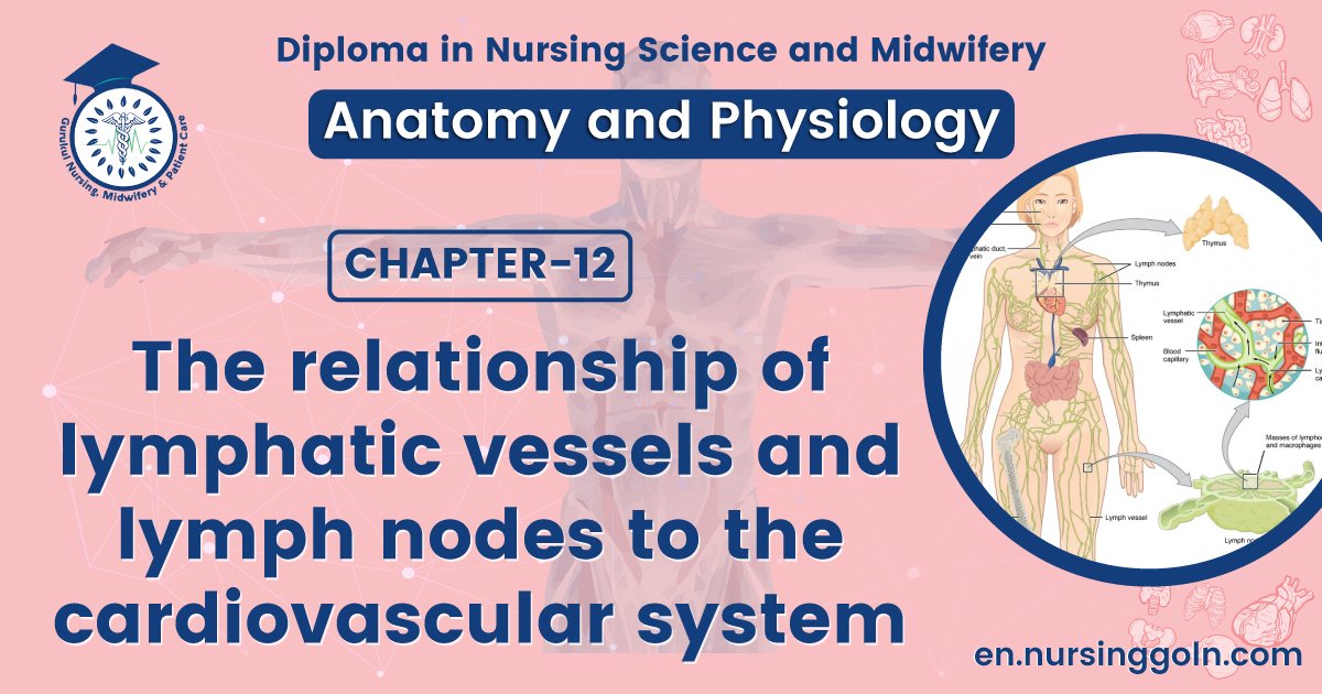 The relationship of lymphatic vessels and lymph nodes to the cardiovascular system | CHAPTER 12 | Anatomy and Physiology