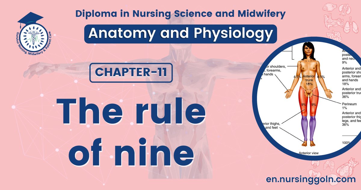 The rule of nine | CHAPTER 11 | Anatomy and Physiology