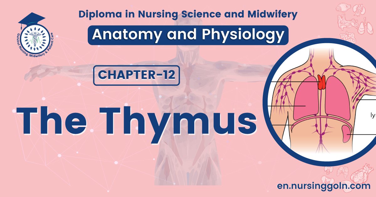 The thymus | CHAPTER 12 | Anatomy and Physiology