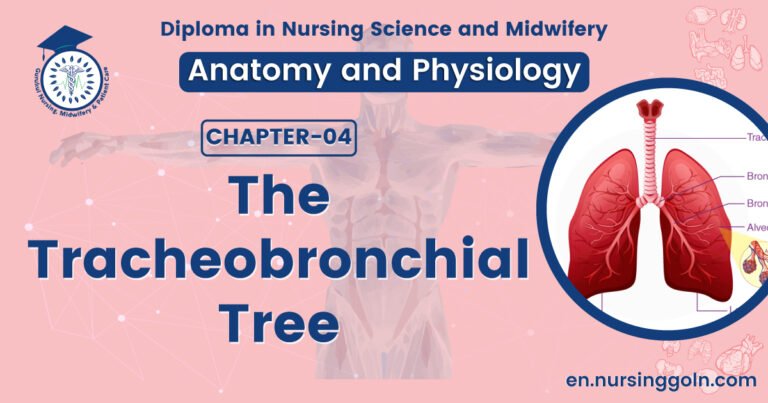 The tracheobronchial tree | CHAPTER 4 | Anatomy and Physiology
