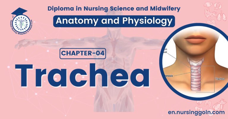 Concept about Trachea | CHAPTER 4 | Anatomy and Physiology