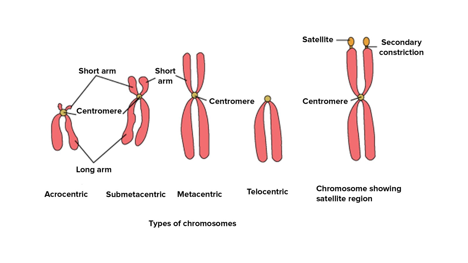 function of chromosome