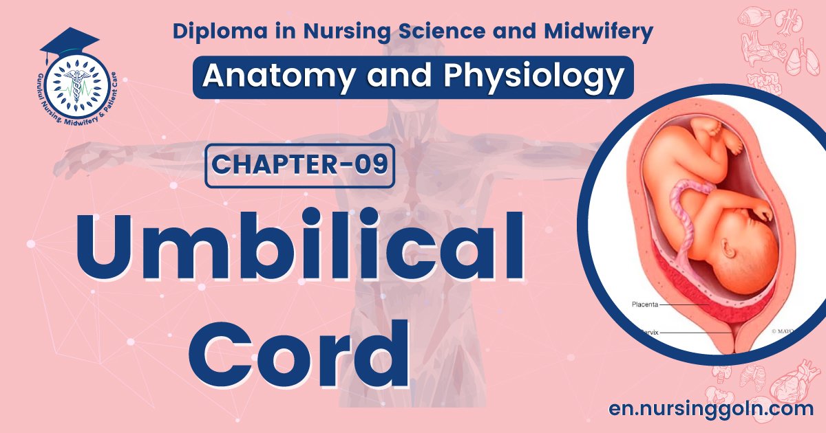 Umbilical cord | CHAPTER 9 | Anatomy and Physiology