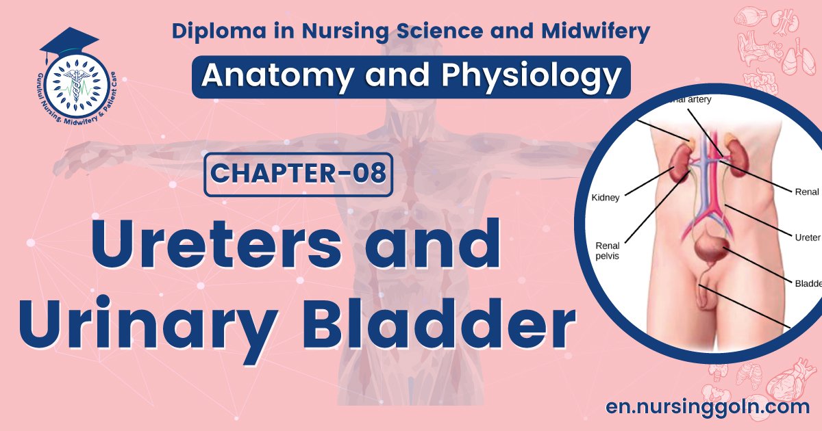 Ureters and Urinary bladder