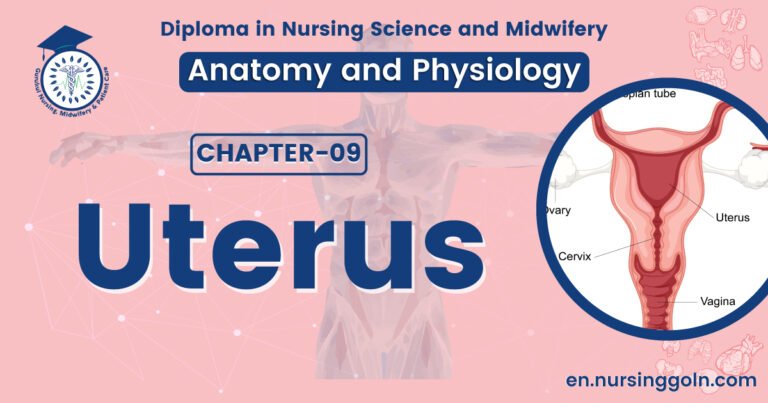 Concept about Uterus | CHAPTER 9 | Anatomy and Physiology
