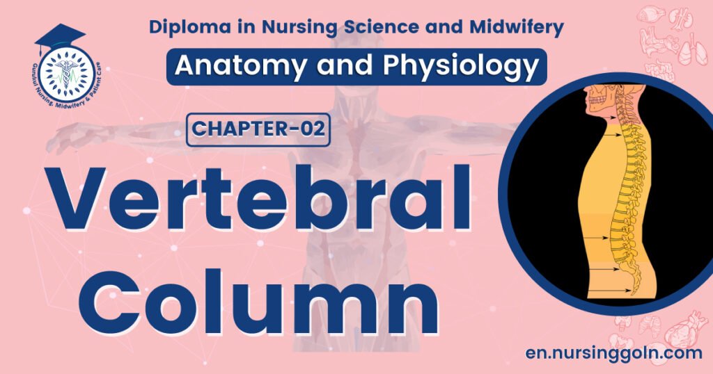 Vertebral column | CHAPTER 2 | Anatomy and Physiology - Nursing ...