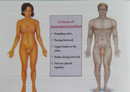 Anatomical position and some common patient position | CHAPTER 1 | Anatomy and physiology
