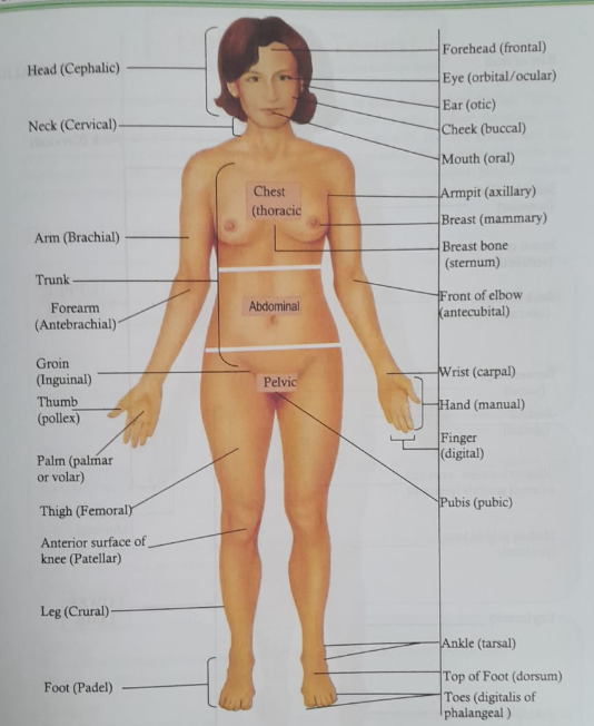 Some important Anatomical terminology | CHAPTER 1 | Anatomy and physiology