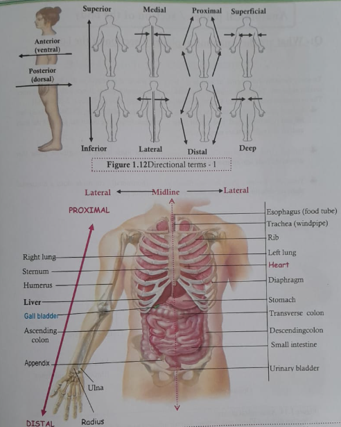 Directional terms | CHAPTER 1 | Anatomy and Physiology