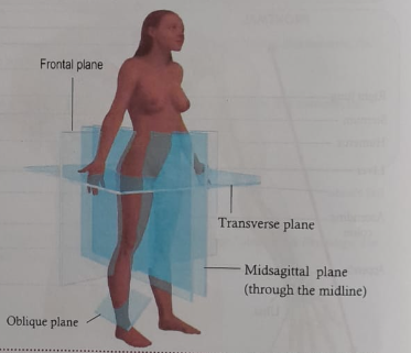 Anatomical planes/section of the body | CHAPTER 1 | Anatomy and Physiology