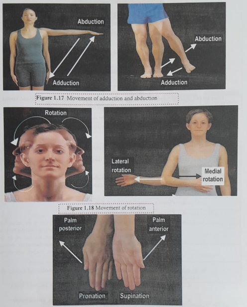 Anatomical planes/section of the body | CHAPTER 1 | Anatomy and Physiology