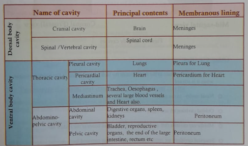The body cavity | CHAPTER 1 | Anatomy and Physiology