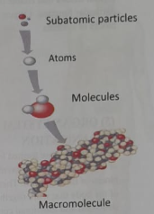 The levels of structural organization of Human body | CHAPTER 1 | Anatomy and physiology