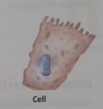 The levels of structural organization of Human body | CHAPTER 1 | Anatomy and physiology
