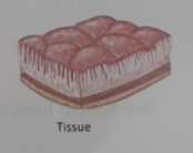 The levels of structural organization of Human body | CHAPTER 1 | Anatomy and physiology