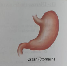 The levels of structural organization of Human body | CHAPTER 1 | Anatomy and physiology