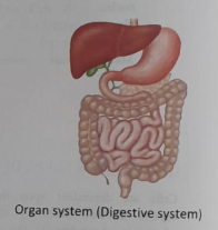 The levels of structural organization of Human body | CHAPTER 1 | Anatomy and physiology