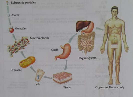 The levels of structural organization of Human body | CHAPTER 1 | Anatomy and physiology